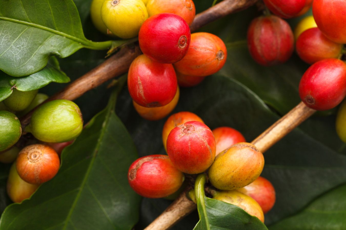 Cerezas de café Mundo Novo madurando en la rama, en distintos puntos de maduración